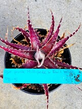 レア　新品種 OTTO Dyckia Pink Millipede X Evil wing PE-5_画像4