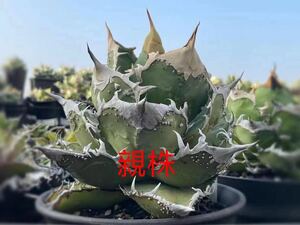 【馭龍閣】a99 アガベ 星空 イボ外リッジ外棘AGAVE TC株 Agave titanota OAXACA