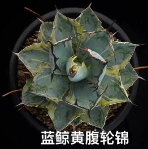 【馭龍閣】a105アガベ 多肉植物 BB錦 覆輪錦 縞斑TC株 Agave titanota OAXACA