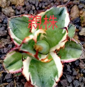 【馭龍閣】a100 アガベ 多肉植物 BB錦 白覆輪錦 TC株 Agave titanota OAXACA