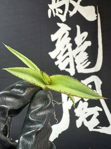 【馭龍閣】a74 アガベ 多肉植物 チタノタ パープソラム青皮 帝釈天體 超強美刺絶品株