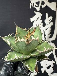 【馭龍閣】 Y5 多肉植物アガベ チタノタ 凱撒 シーザー agave caesar 強棘 極上美株