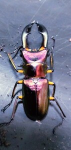 e rough spo Thor ka stag beetle [ purple series ][ larva 5 pcs ]