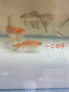 鉄魚　魚取沼系　赤鉄魚　開け3歳　オス　雄　今年から色変わり　金魚　メダカ　ぶち　月曜日発送