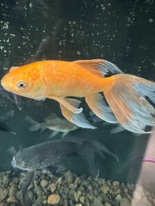 鉄魚　赤鉄魚　魚取沼系　〜20cm 月曜日発送予定　