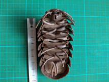 ダンゴムシ キーホルダー だんごむし マスコット フィギュア pill bug roly poly bug mascot Figure keychain keyring_画像5