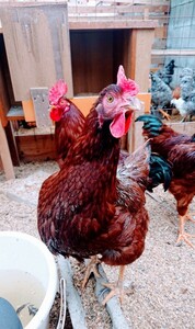 ロードアイランドレッド 鶏 有精卵 10個