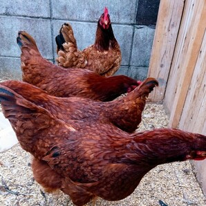 ロードアイランドレッド 鶏 有精卵 6個の画像4