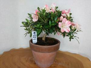  satsuki Rhododendron indicum бонсай сон сестры (.....)N6