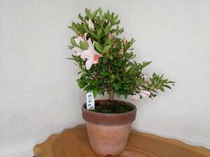  satsuki Rhododendron indicum бонсай ...N20