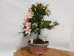  satsuki Rhododendron indicum бонсай ...N31