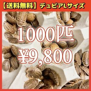 【デュビアL】1000匹＊送料無料！スピード配送！