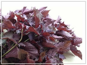 ［送料無料・オーガニック・種］赤紫蘇 0.2グラム 赤しそ シソ 農薬不使用