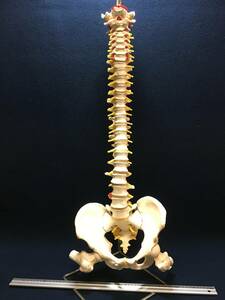 3B Scientific GmbH 人体模型 骨格標本 脊椎 台付き 脊髄模型 可動型 骨盤 人体模型 骨格模型 接骨院 等身大 骨格 標本 珍品 研究室 置物