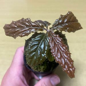 Ardisia sp Bengkulu アルディシアsp ベンクル　送料第4種植物郵便140円〜