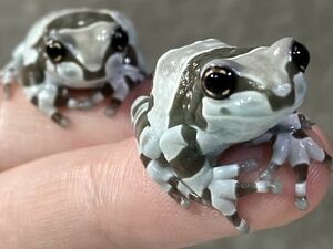 * Mill key frog white color ultimate barely limited amount Random 2 pcs little ... safety size 3 centimeter about 