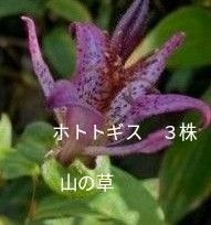 ホトトギス　山の草　茶花　3株 