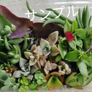 多肉植物　観葉植物　カット苗　寄せ植え最適　初心者向き　色々セット