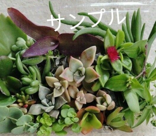 多肉植物　観葉植物　カット苗　寄せ植え最適　初心者向き　色々セット