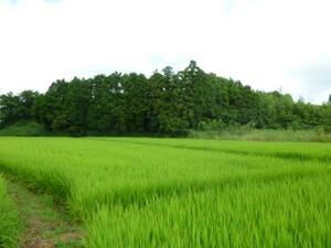 . мир 5 год производство новый рис три слоя Koshihikari неочищенный рис 10kg. пестициды 