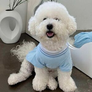 小型犬 犬服 ポロシャツ ワンピース ポロシャツワンピ ブルー 青 水色 Mサイズ 犬服 部屋着