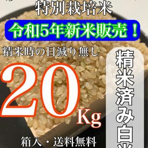 【農家直送新米！】精米済み 20キロ 新潟県産こしいぶき 特別栽培米 5年産 低温冷蔵