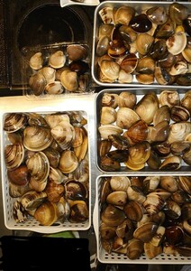  natural Ise city . ground .. clam middle small 2 kilo 