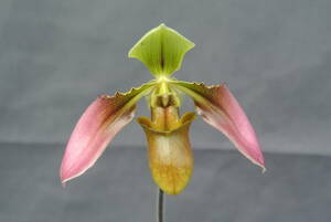 【原種パフィオ】Paph.bullenianum var.bullenianum