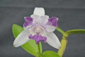 【原種カトレア】C.intermedia var.aquinii coerulea