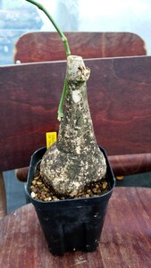 塊根植物 　アデニアsp　Adenia sp thailad輸入
