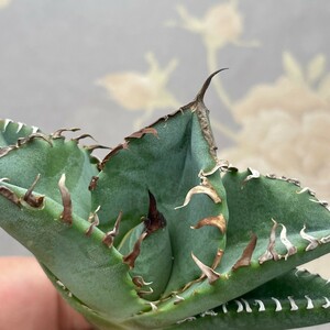 G1495アガベ チタノタ 蟹 カニ Agave