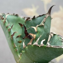 G1495アガベ チタノタ 蟹 カニ Agave_画像2