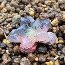 G1539ハオルシア　ハオルチア　多肉植物　ドドソン紫オブツーサ錦　極上斑　超美品_画像2