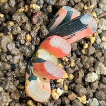 G1543ハオルチア ハオルシア 玉扇錦 赤斑 多肉植物_画像4