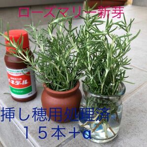 無農薬　ローズマリー　10〜15㎝　15本＋α ピンク花　挿し穂用　メネデール処理済