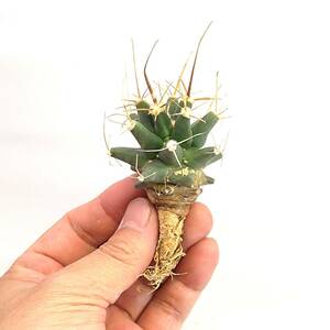 フェロベルギア sp. レウクテンベルギア x フェロカクタス　Ferobergia sp. Leuchtenbergia x Ferocactus sp.　2