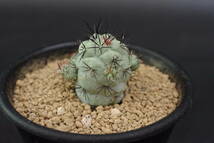 オルテゴカクタス　マクドガリー　Ortegocactus macdougallii_画像3