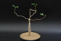 コミフォラ　モンストローサ　モンストルオサ　Commiphora monstruosa 実生株_画像3