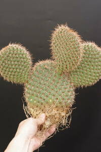 オプンチア ピクナンサ　Opuntia pycnantha　希少　大株