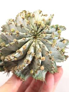 白衣 ホリダ　ユーフォルビア　Euphorbia horrida var. Alba