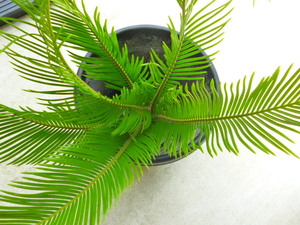 ★Cycas revoluta alba★夏黄金蘇鉄★石垣島産夏黄金ソテツ★①