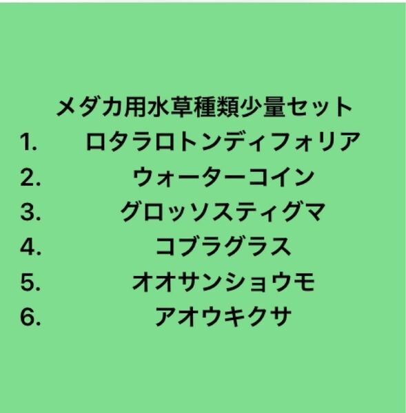 メダカ用水草6種類少量セット根付き　