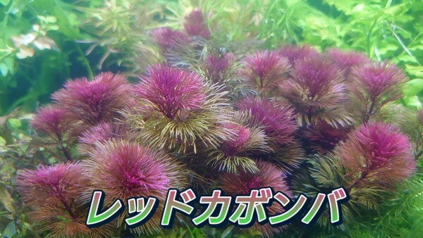 レッドカボンバ　水中葉　8~15cm前後　5本