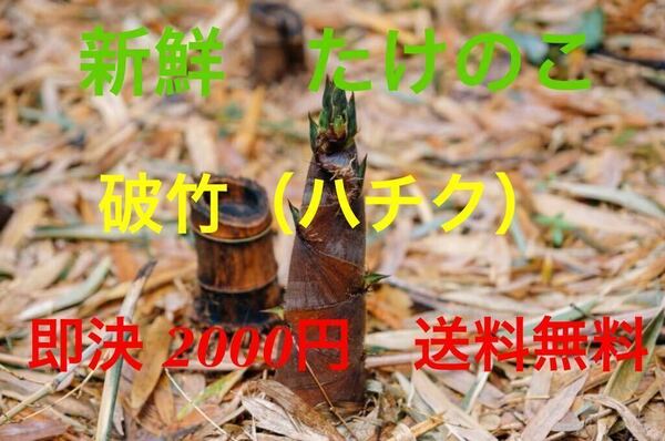 石川県産　新鮮たけのこ　破竹10本入り