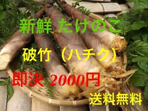 石川県産 新鮮たけのこ 大きめ破竹 5本以上