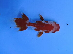 福嘉金魚 動画あり！ 更紗オランダ獅子頭 将来楽しみな可愛い金魚 飯田産 約8～9センチ 当歳 現物 １匹 OS-2 ⑤-1 金魚 滋賀