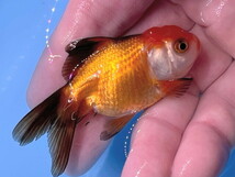 福嘉金魚 動画あり！ オランダ獅子頭 タイガー柄！ 将来楽しみな可愛い金魚 飯田産 約8～9センチ 当歳 現物 １匹 OS-5 ⑤-1 金魚 滋賀_画像3