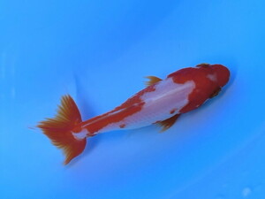 福嘉金魚 動画あり！ 上物 更紗和金 錦鯉のような綺麗な紅白！ 横見上見最高！ 木下産 約9～10センチ 当歳 現物 １匹 SSW-5 ⑤-1 金魚 滋賀