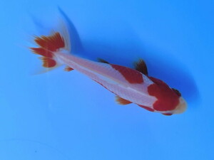 福嘉金魚 動画あり！ 上物 更紗和金 錦鯉のような綺麗な紅白！ 横見上見最高! 木下産 約9～10センチ 当歳 現物 １匹 SSW-14 ⑤-2 金魚 滋賀