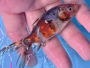 福嘉金魚 動画あり！ 朱文金 500匹より選別の上物！ 綺麗！ 水槽のアクセントに！ 長尾産 約8～10センチ 当歳 現物 １匹 SB-12 ⑤-2 滋賀